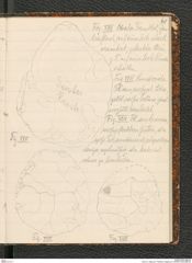 Seite 45, Tagebuch "Palästina (Tagebuch)" (NHMW-PRAE-BBB-80)